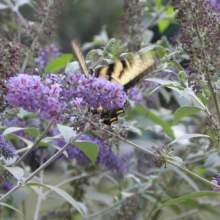 Lehmann House Gardens Monarch Butterfly on a Buddleia Bush