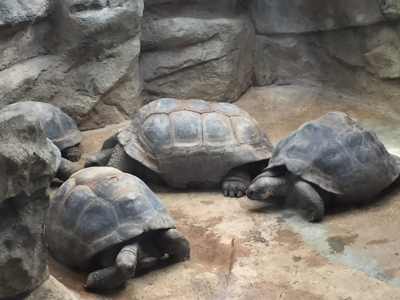 Tortoises at the St Louis Zoo